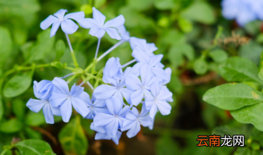 樓頂養(yǎng)殖什么好，居家養(yǎng)殖什么項(xiàng)目比較好