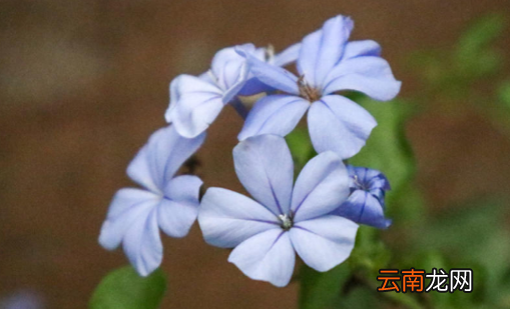樓頂養(yǎng)殖什么好，居家養(yǎng)殖什么項(xiàng)目比較好