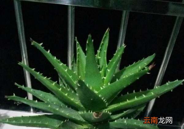 蘆薈是放在室內養(yǎng)好還是室外好