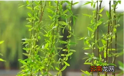 清明節(jié)傳統(tǒng)風俗，清明節(jié)的風俗有哪些
