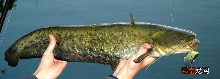 鯰魚和鮰魚有什么區(qū)別