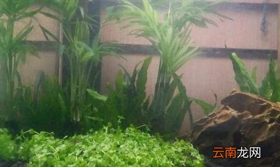 蝦缸為什么不能放石頭