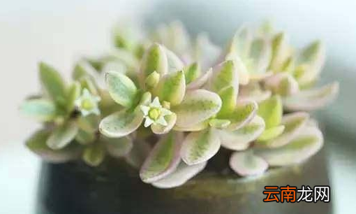 倉(cāng)鼠可不可以吃多肉植物，可不可以將水灑在多肉植物表面