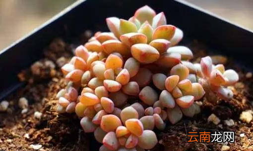 倉(cāng)鼠可不可以吃多肉植物，可不可以將水灑在多肉植物表面