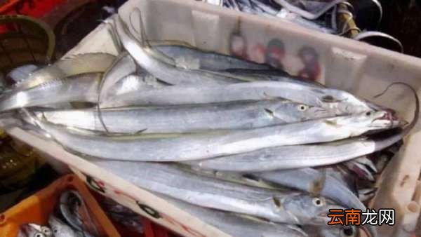 刀魚和帶魚一樣，刀魚和帶魚是同一種魚