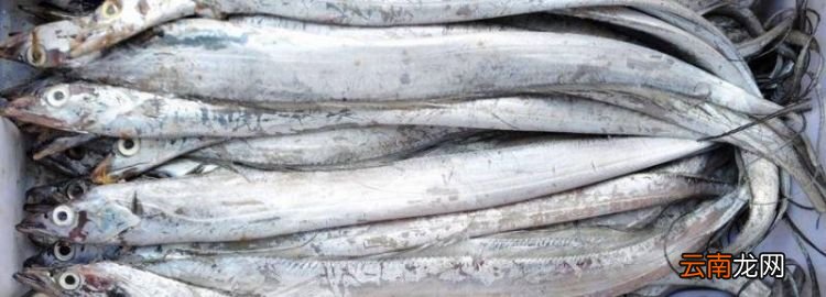 刀魚和帶魚一樣，刀魚和帶魚是同一種魚