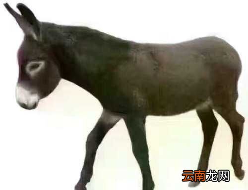 科普一下驢為什么犟，驢為什么這么犟的神回復(fù)