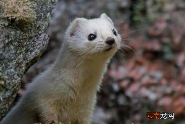 貂長什么樣，貂這種動物長什么樣子