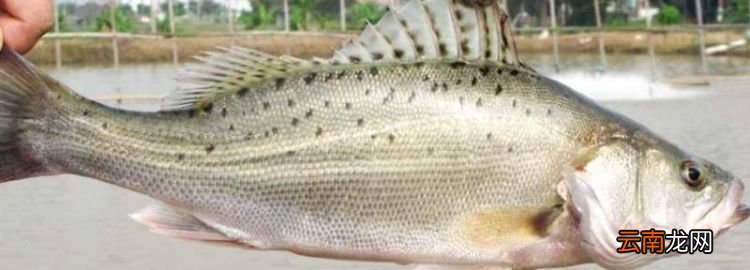 海鱸魚有刺，海鱸魚凌波魚鮰魚哪個(gè)好吃