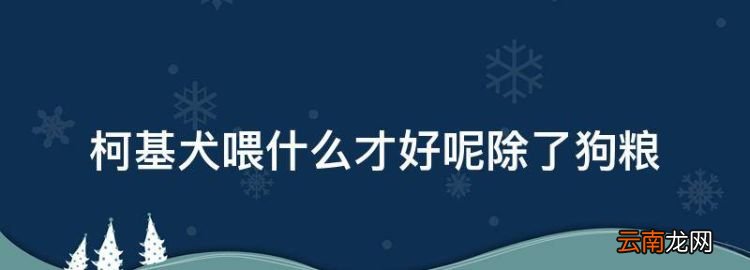 柯基犬喂什么才好除了狗糧