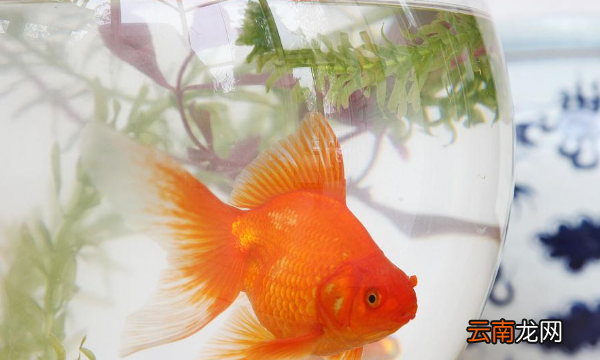 開(kāi)缸魚(yú)放半天死了怎么回事，魚(yú)為什么放魚(yú)缸里不到2天都死了呢