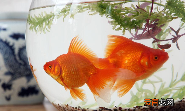 開(kāi)缸魚(yú)放半天死了怎么回事，魚(yú)為什么放魚(yú)缸里不到2天都死了呢