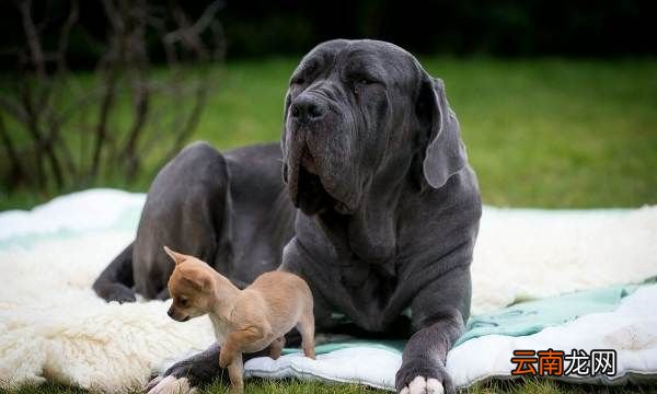 卡斯羅犬怎樣訓練，卡斯羅犬到底應該怎樣訓練它