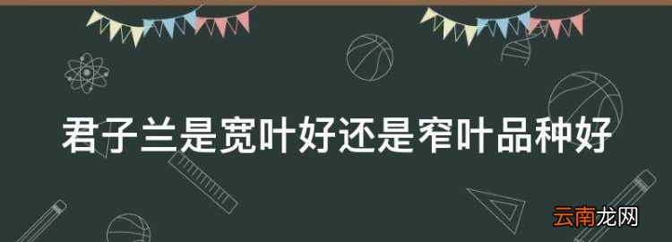 君子蘭是寬葉好還是窄葉品種好