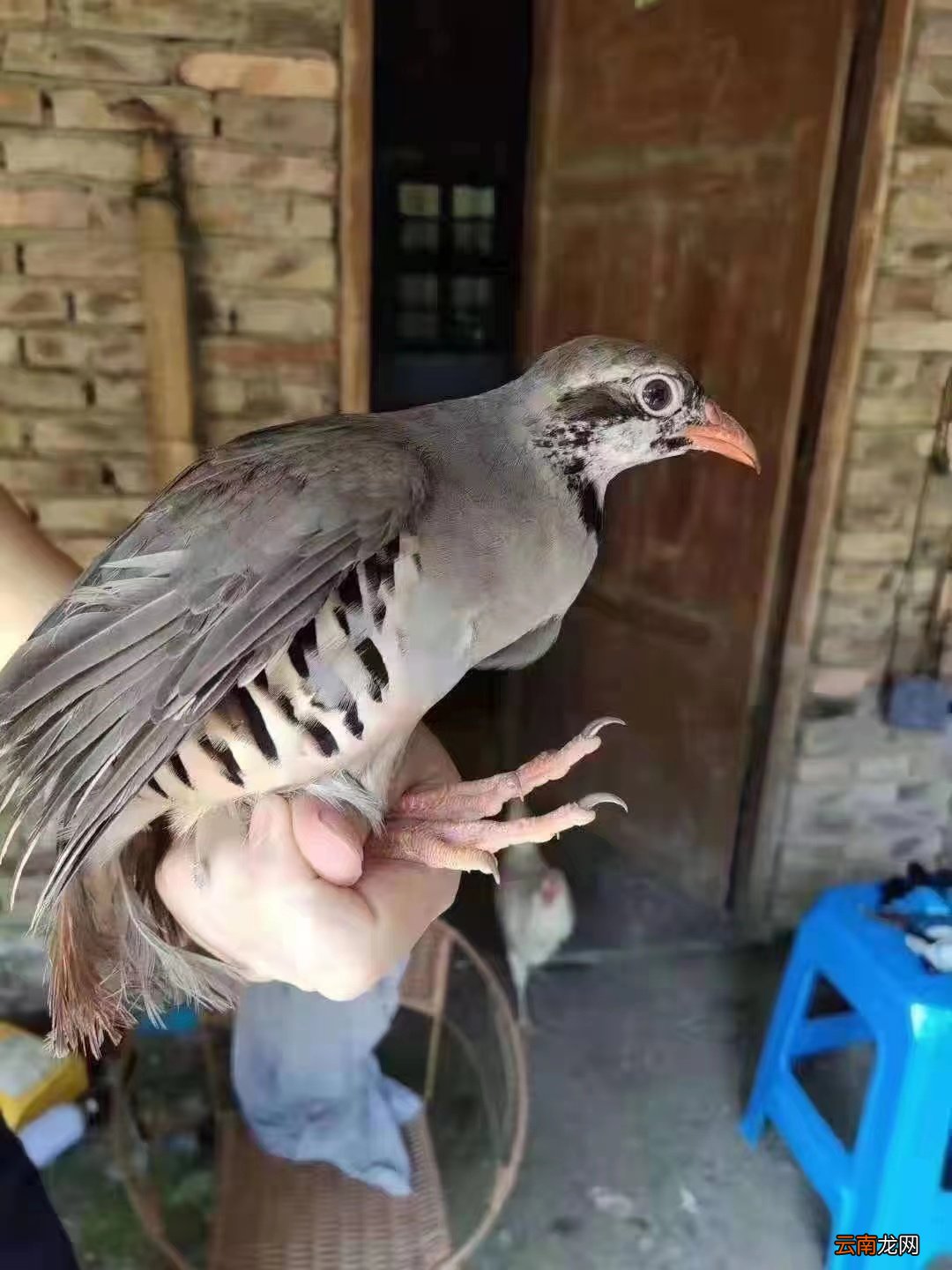 鴿子蛋怎么分公母