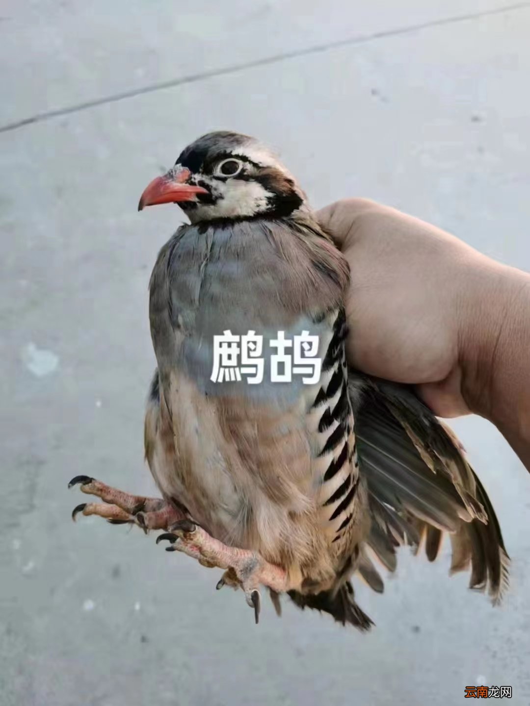 鴿子蛋怎么分公母