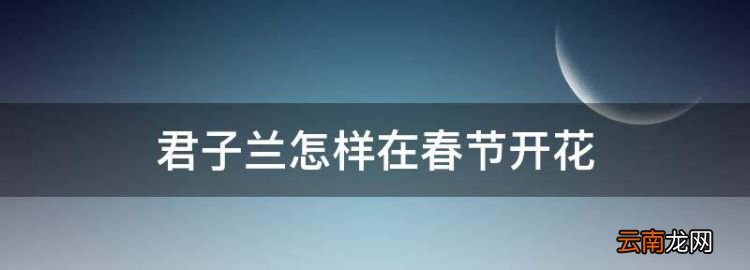 君子蘭怎樣在春節(jié)開花
