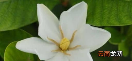 梔子花如何處理才能泡茶