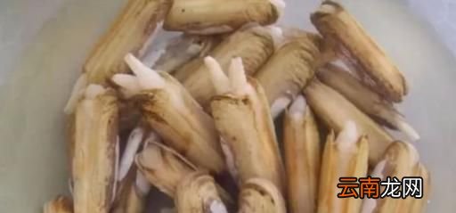 蟶子怎么清洗干凈呢